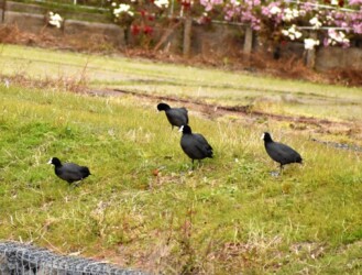土手で採餌する