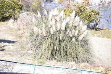 パンパスグラス