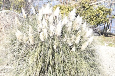 パンパスグラスの花穂