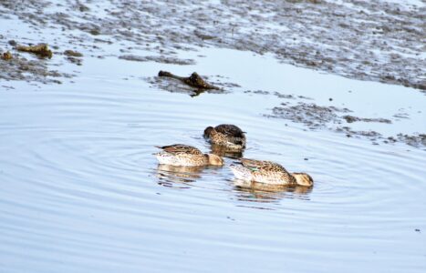コガモが餌を探す
