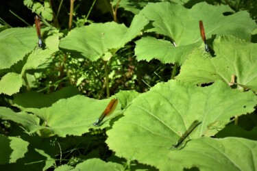 二ホンカワトンボかな?