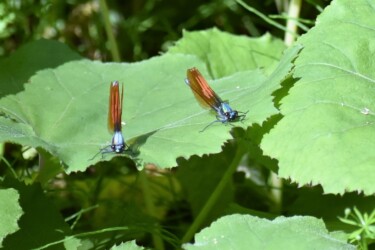 二ホンカワトンボかな?