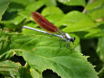 二ホンカワトンボかな?