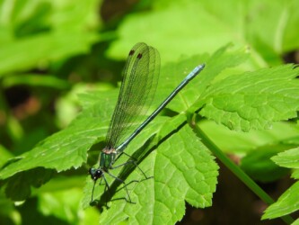 二ホンカワトンボかな?
