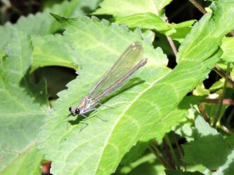 二ホンカワトンボかな?
