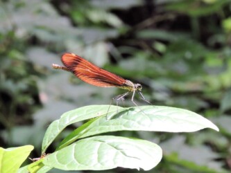 二ホンカワトンボかな?