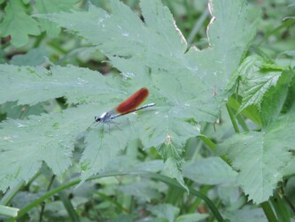 二ホンカワトンボかな?