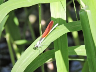 二ホンカワトンボかな?