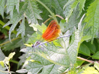 二ホンカワトンボかな?