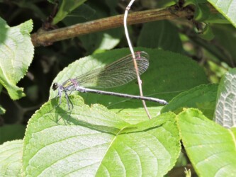 二ホンカワトンボかな?