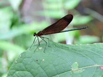 ミヤマカワトンボかな?