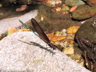 ミヤマカワトンボかな?