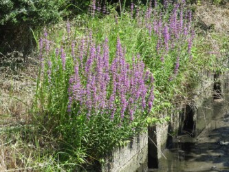 蟹江で見かけたミソハギ