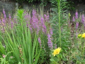 蟹江で見かけたミソハギ