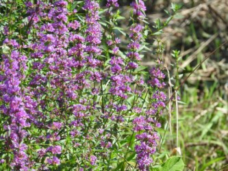 蟹江で見かけたミソハギ