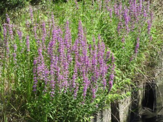 蟹江で見かけたミソハギ