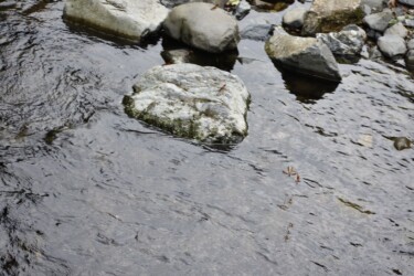 水面上を飛ぶ2匹(見えるかな?)