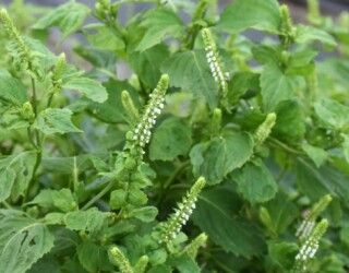 オオバ(シソ科)