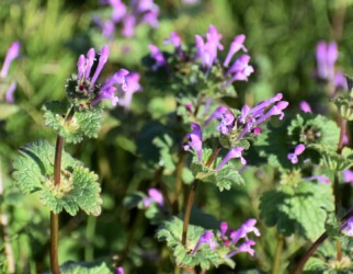 ホトケノザ(シソ科)