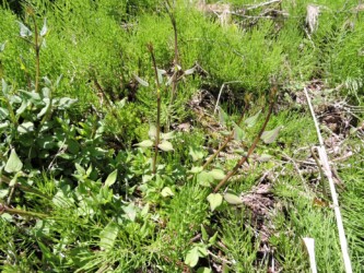 アカネ(アカネ科)