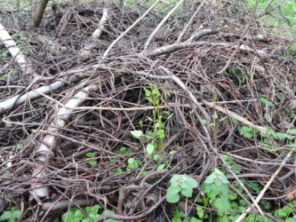 アカネ(アカネ科)