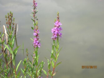 ミソハギ(ミソハギ科)