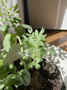 ソラマメ(マメ科)