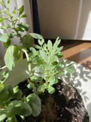 ソラマメ(マメ科)