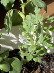 ソラマメ(マメ科)