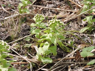 フキのツボミと花