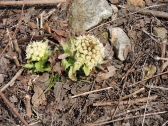 フキのツボミと花