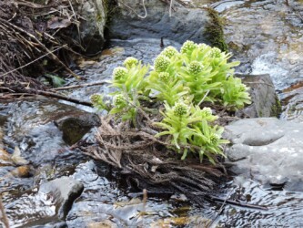 フキのツボミと花