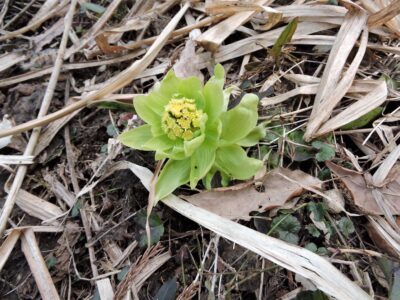 フキのツボミと花
