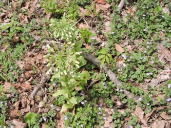 フキのツボミと花