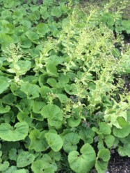 フキのツボミと花