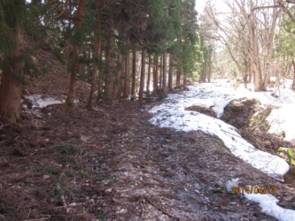 フキノトウを見つけた土手