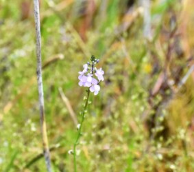 マツバウンラン