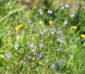 マツバウンラン