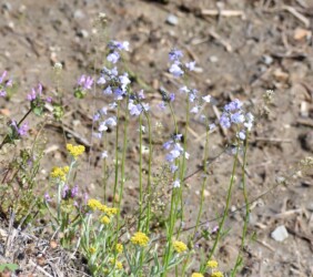 マツバウンラン