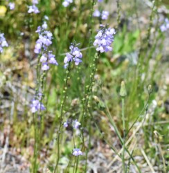 マツバウンラン