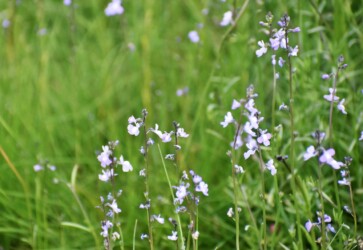 マツバウンラン