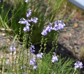 マツバウンラン