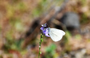 マツバウンラン