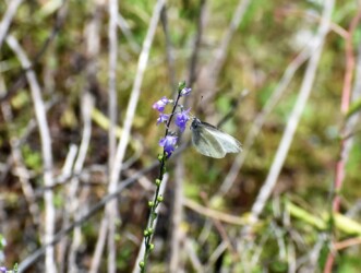 マツバウンラン