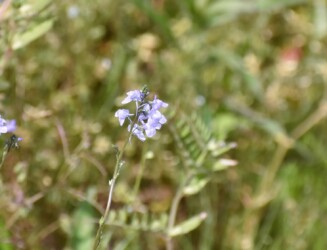 マツバウンラン