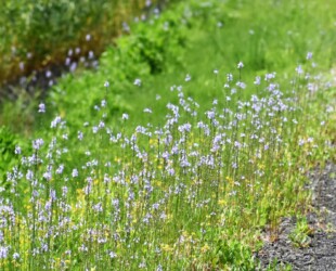 群生するマツバウンラン