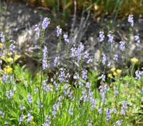 群生するマツバウンラン