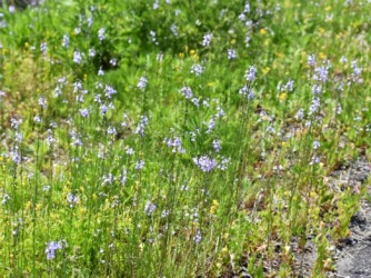 群生するマツバウンラン