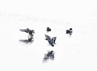 日光川で見かけたヨシガモの群れ