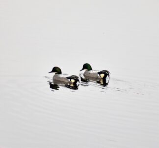 日光川で見かけたヨシガモの群れ